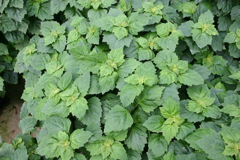 Pogostemon cablin 'Patchouli' - Patchouli - Cellpack from Hillcrest Nursery
