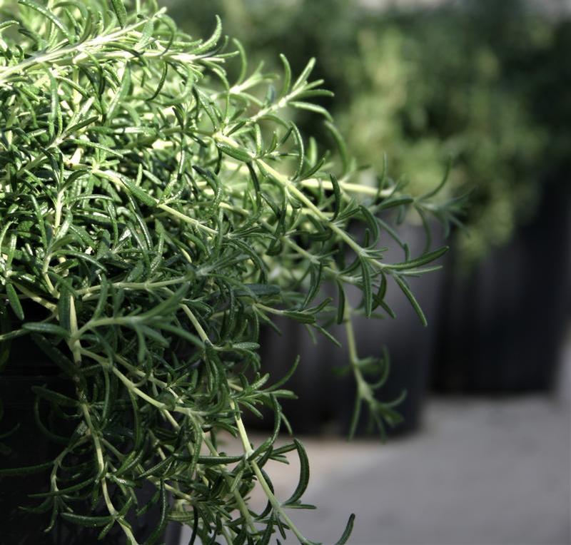 Rosmarinus officinalis 'Blue Rain' - Rosemary - Cellpack from Hillcrest Nursery