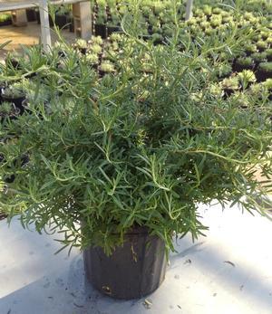 Rosmarinus officinalis 'Howard's Creeping' - Rosemary - Cellpack from Hillcrest Nursery