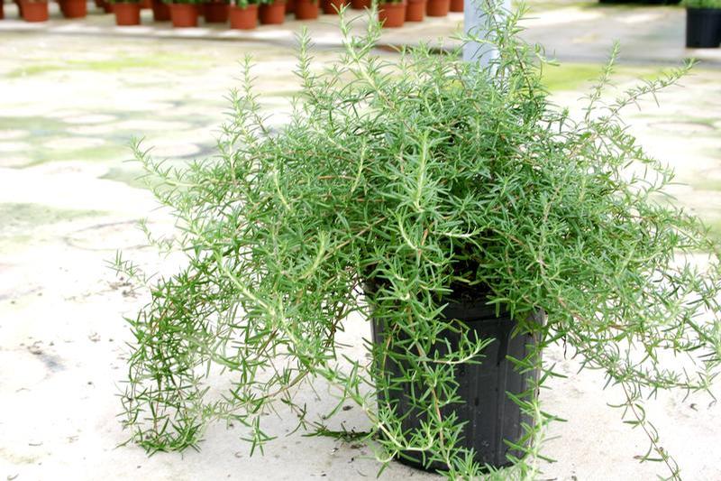Rosmarinus officinalis 'Irene' - Rosemary - Cellpack from Hillcrest Nursery
