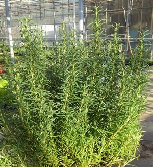 Rosmarinus officinalis 'Salem' - Rosemary - Cellpack from Hillcrest Nursery