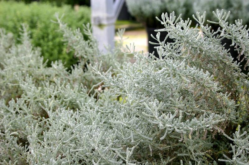 Santolina chamaecyparissus 'Gray' - Santolina Gray - Cellpack from Hillcrest Nursery