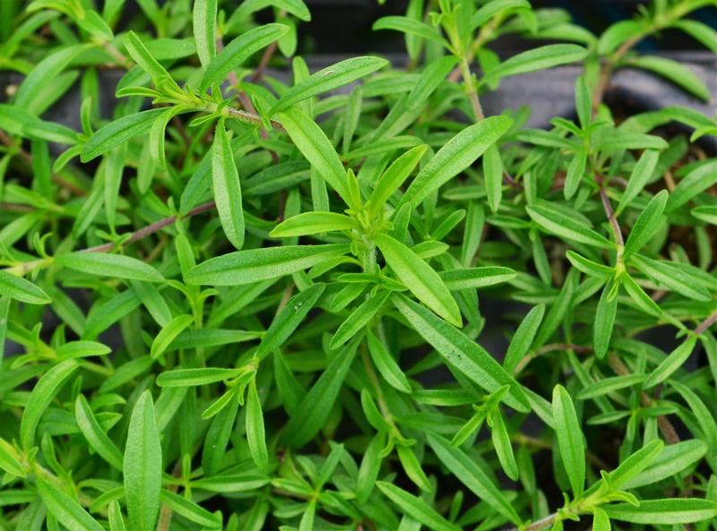 Satureja montana 'Nana' - Savory Winter Dwarf - Cellpack from Hillcrest Nursery
