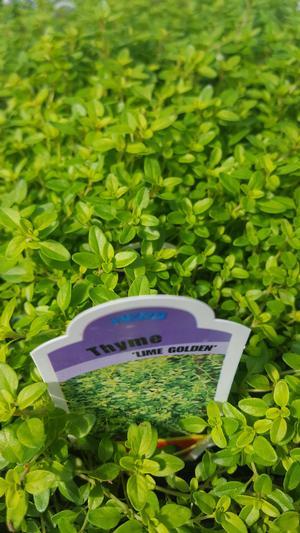 Thymus x citriodorus 'Lime Golden' - Thyme - Cellpack from Hillcrest Nursery
