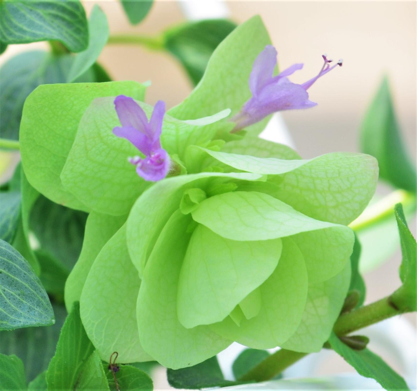 Origanum vulgare 'Kent Beauty' - Oregano - Cellpack from Hillcrest Nursery
