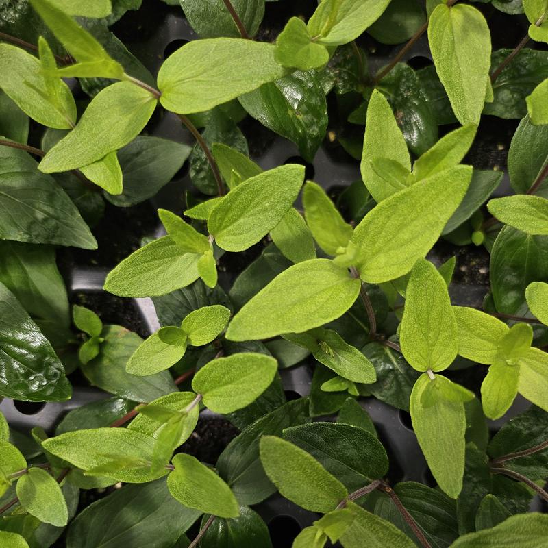 Pycnanthemum muticum 'Mountain' - Mint - Cellpack from Hillcrest Nursery