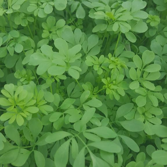Ruta graveolens 'Rue' - Rue - Cellpack from Hillcrest Nursery