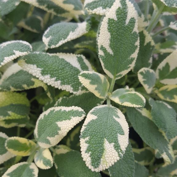 Salvia officinalis 'Berggarten Variegated' - Sage - Cellpack from Hillcrest Nursery