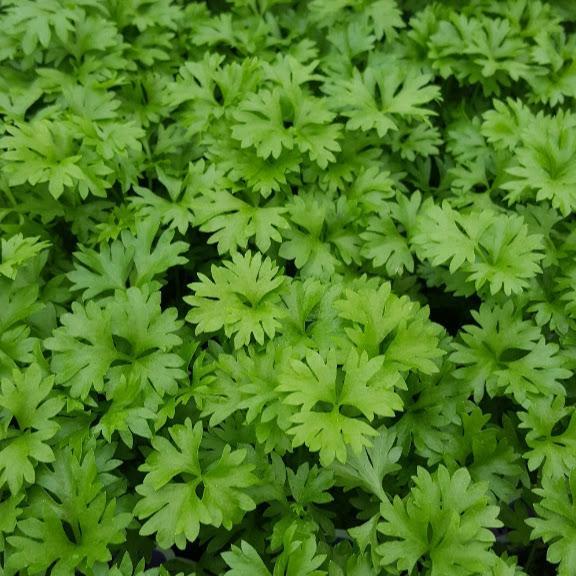 Apium graveolens - Par-Cel - Cellpack from Hillcrest Nursery