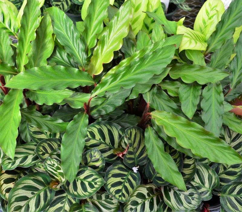 Calathea Assorted - Mixed Flat from Hillcrest Nursery