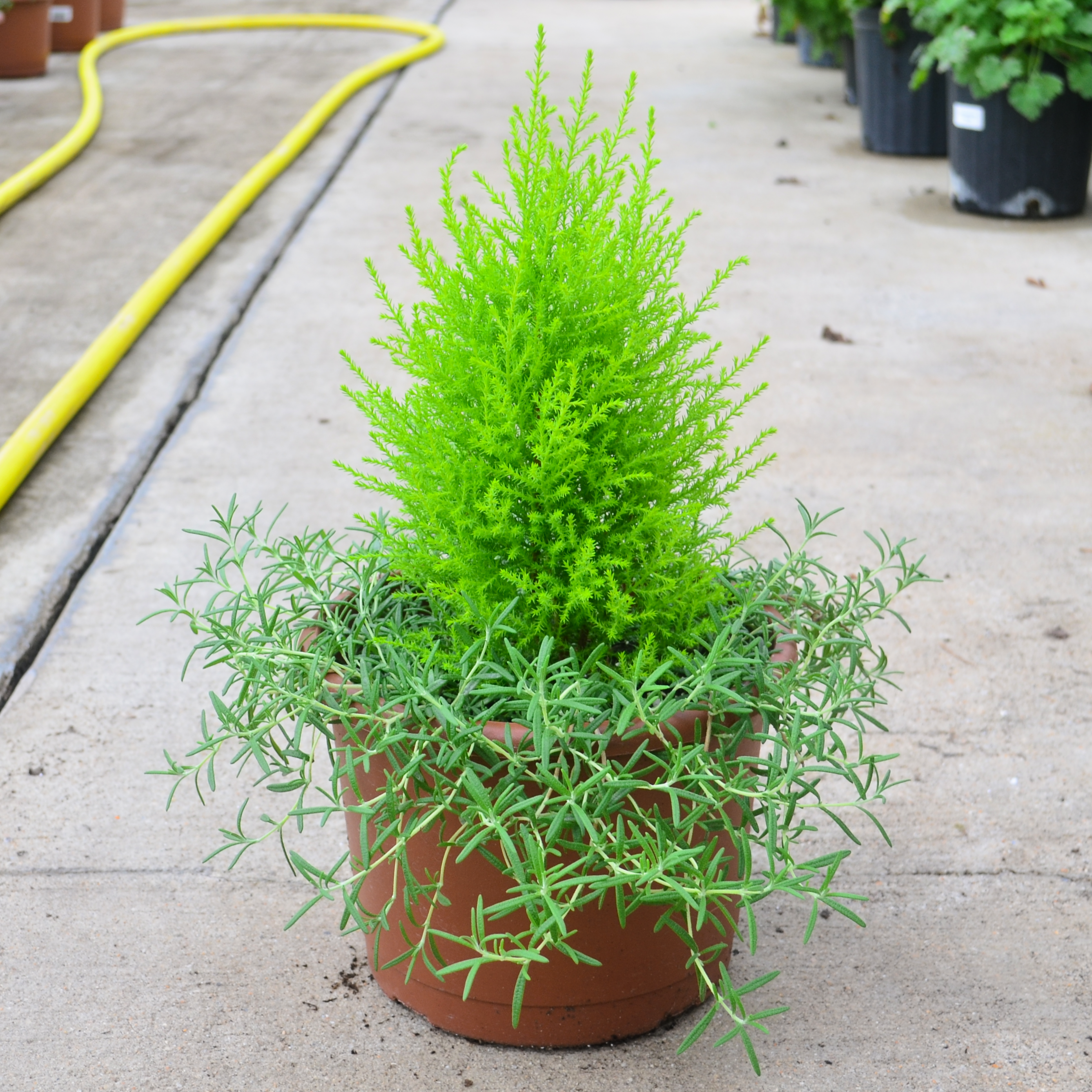 Herb Garden 8