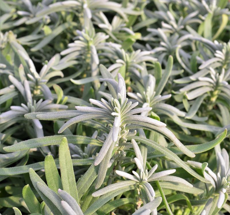 Lavandula angustifolia 'Arctic Snow' - Lavender - Cellpack from Hillcrest Nursery