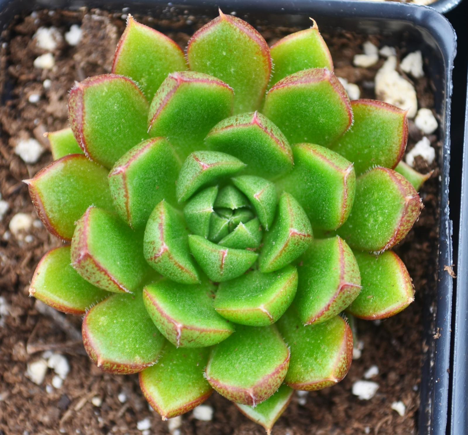 Echeveria setorum 'Victor' - from Hillcrest Nursery