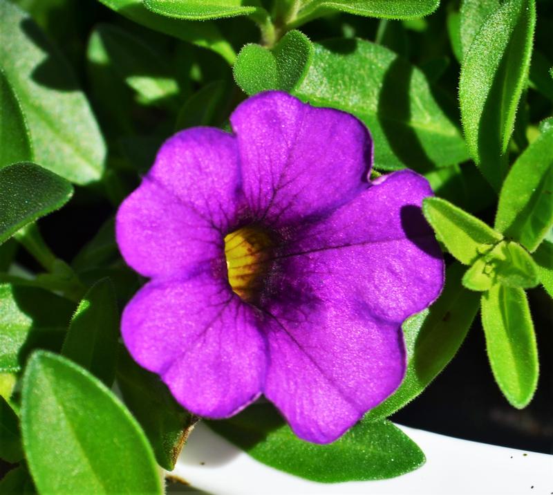 Calibrachoa Cabaret 'Deep Blue' - Million Bells from Hillcrest Nursery