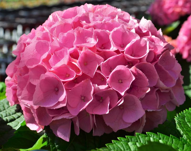 Hydrangea macrophylla Hi River 'Pink' - Hydrangea from Hillcrest Nursery