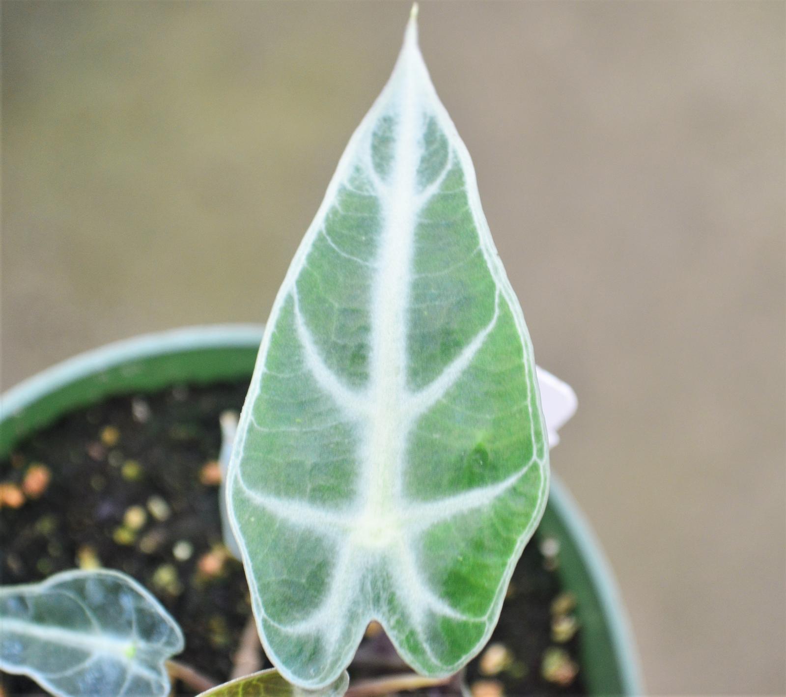 Alocasia amazonica 'Bambino' - Elephant Ear from Hillcrest Nursery