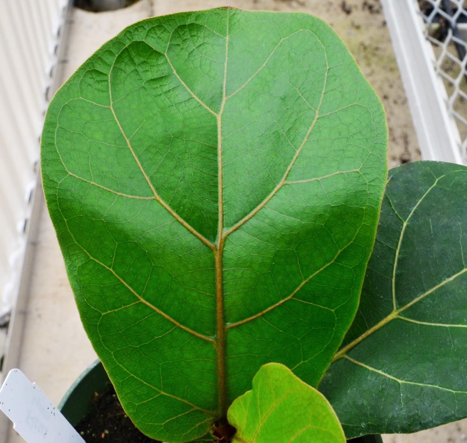 Ficus lyrata - Fiddle Leaf Fig from Hillcrest Nursery