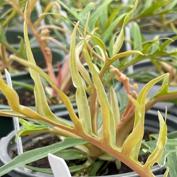 Philodendron 'Tortum' - Philodendron from Hillcrest Nursery