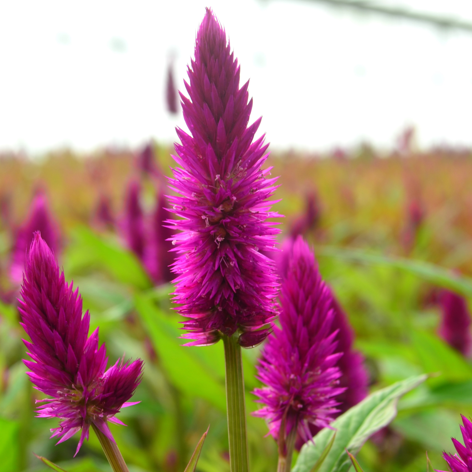 Celosia argentea var. spicata Intenz 'Dark Purple' - Cockscomb from Hillcrest Nursery