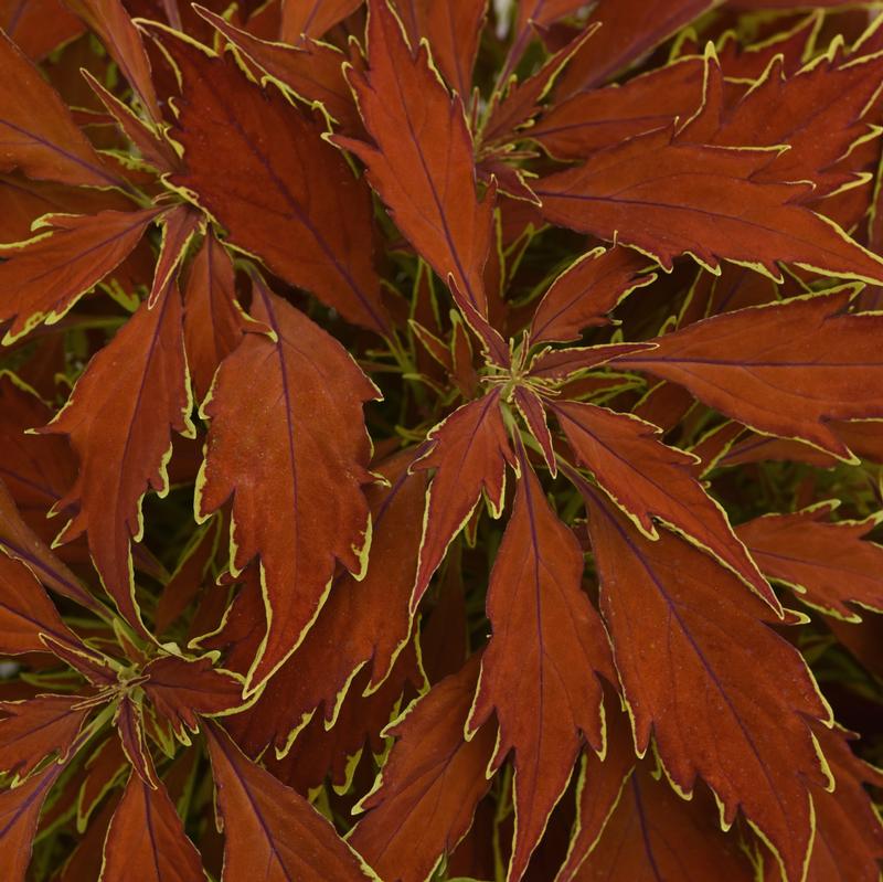 Solenostemon scutellarioides FlameThrower 'Cajun Spice' - Coleus from Hillcrest Nursery