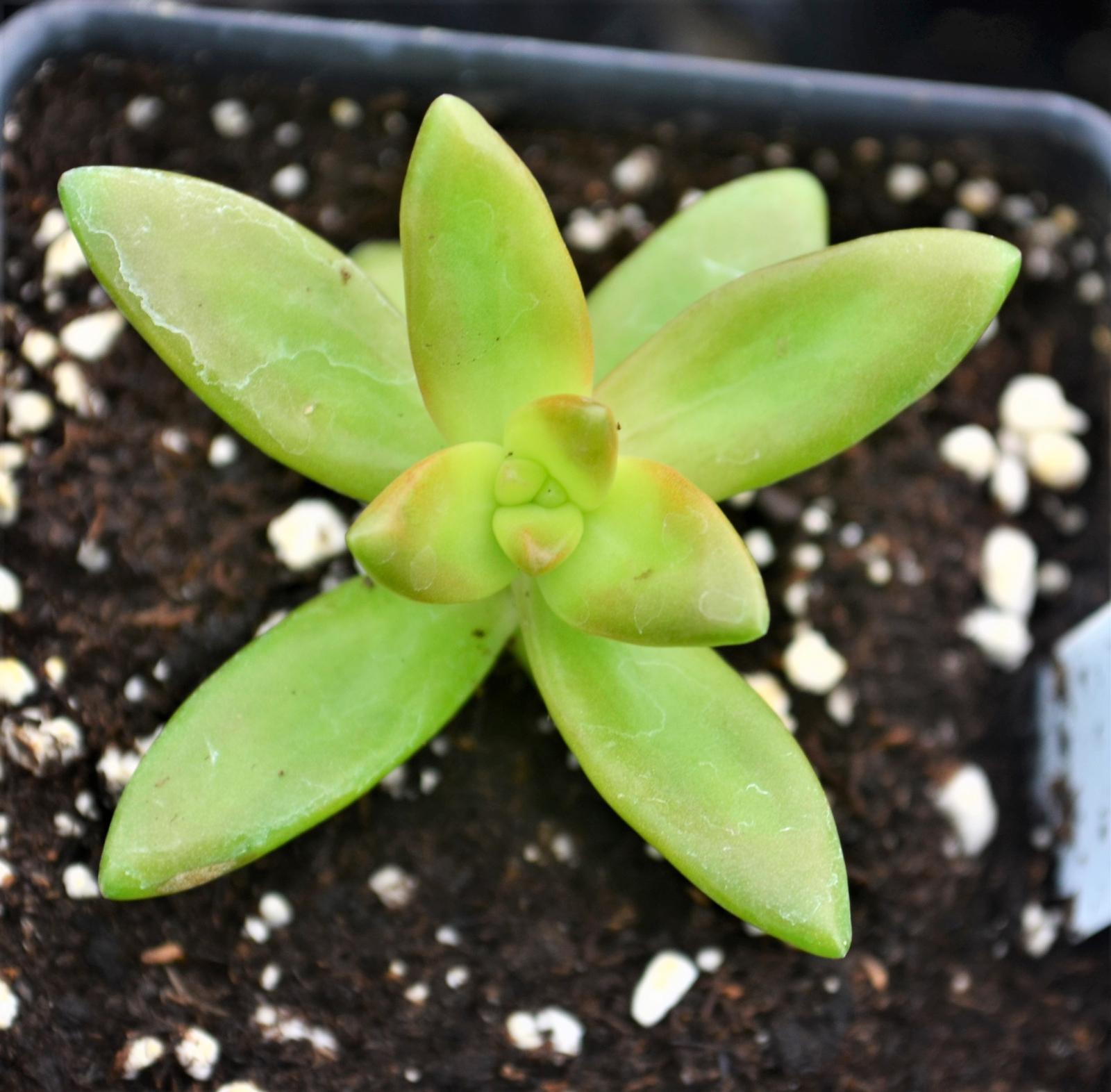 Sedum nussbaumerianum 'Variegated Orange' - Stonecrop from Hillcrest Nursery