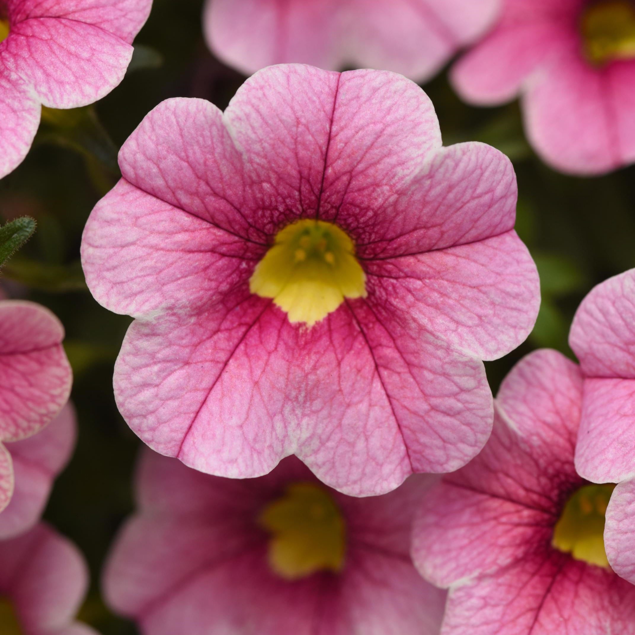 Courtesy of Ball Horticultural Company