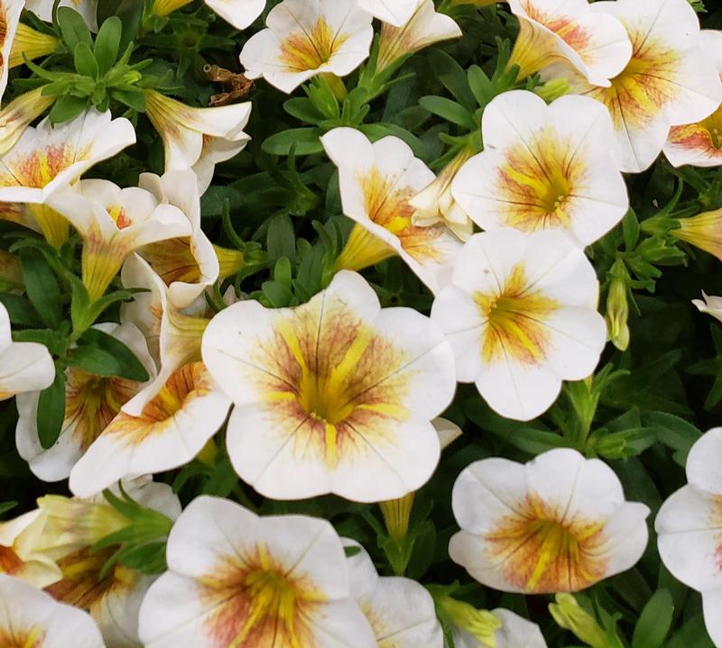 Calibrachoa Calitastic 'Cappucino' - Million Bells from Hillcrest Nursery