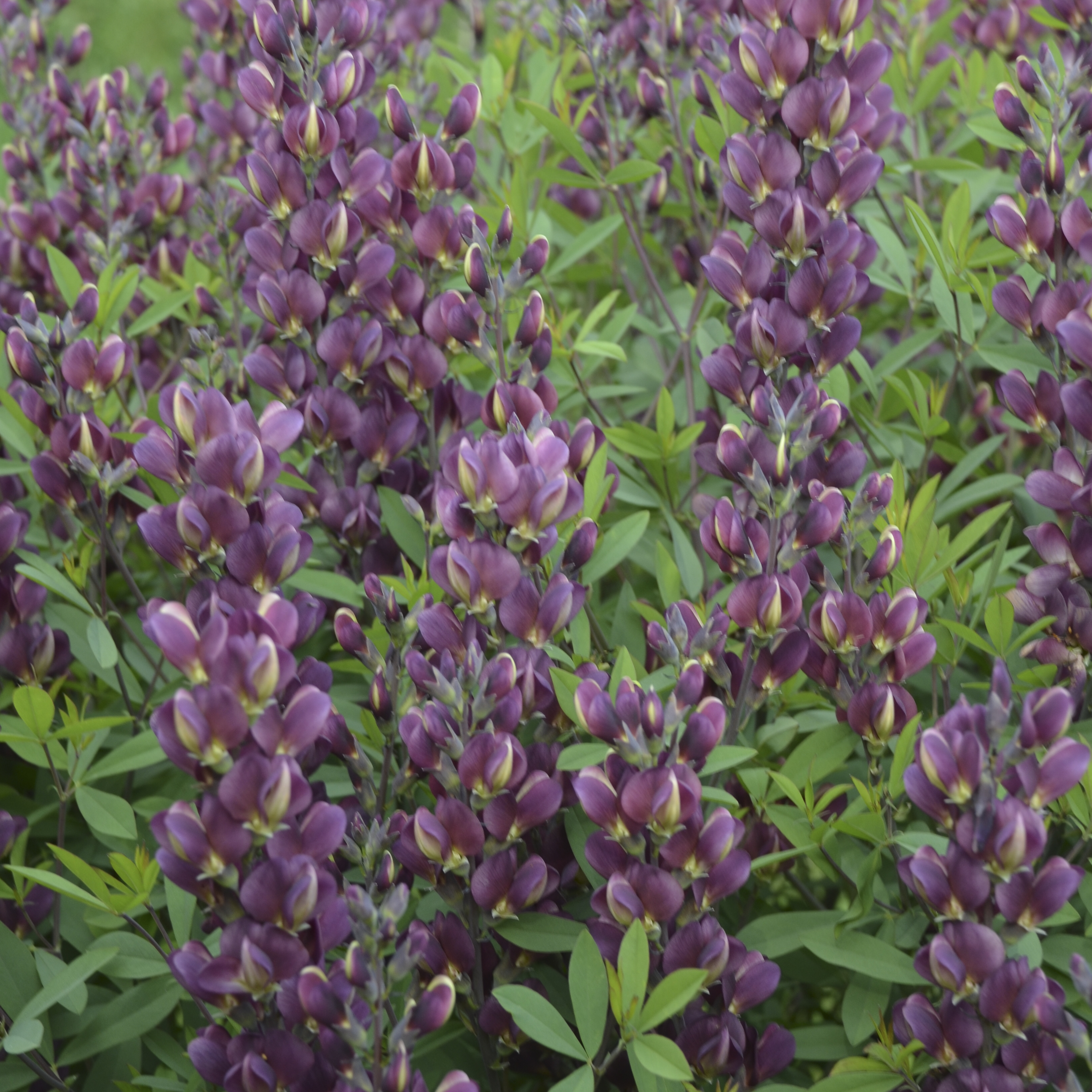 Baptisia 'Burgundy Blast' - False Indigo Courtesy of Walter's Gardens