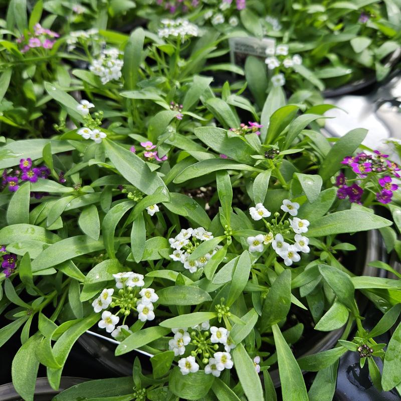 Lobularia maritima Wonderland 'Mulberry Mix' - Alyssum from Hillcrest Nursery