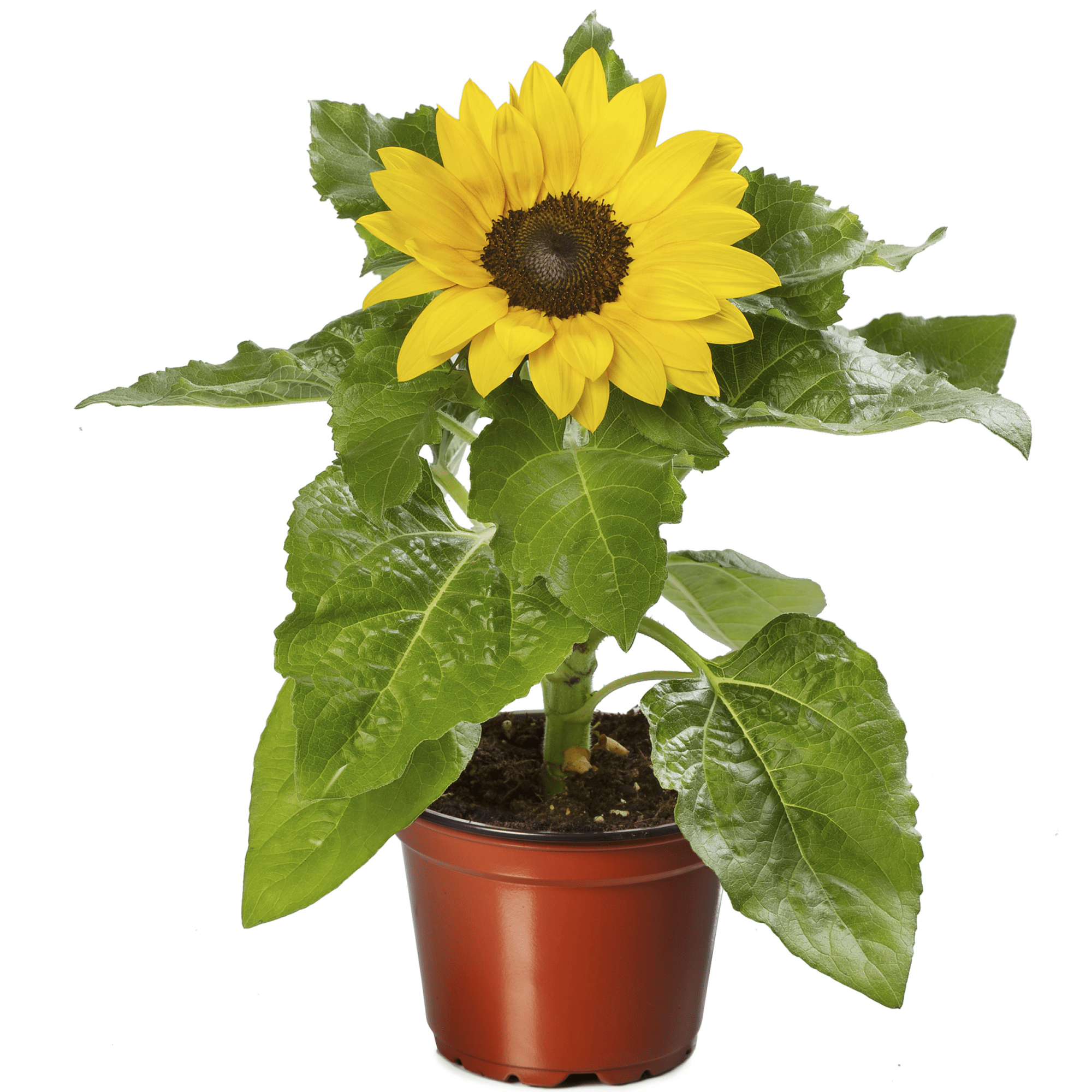 Courtesy of Syngenta Flowers
