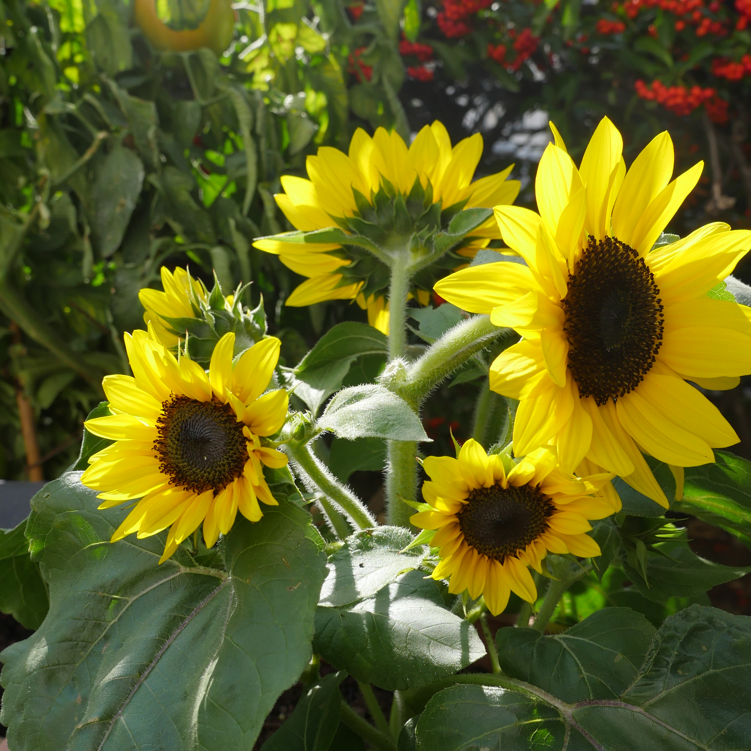 Courtesy of Ball Horticultural Company