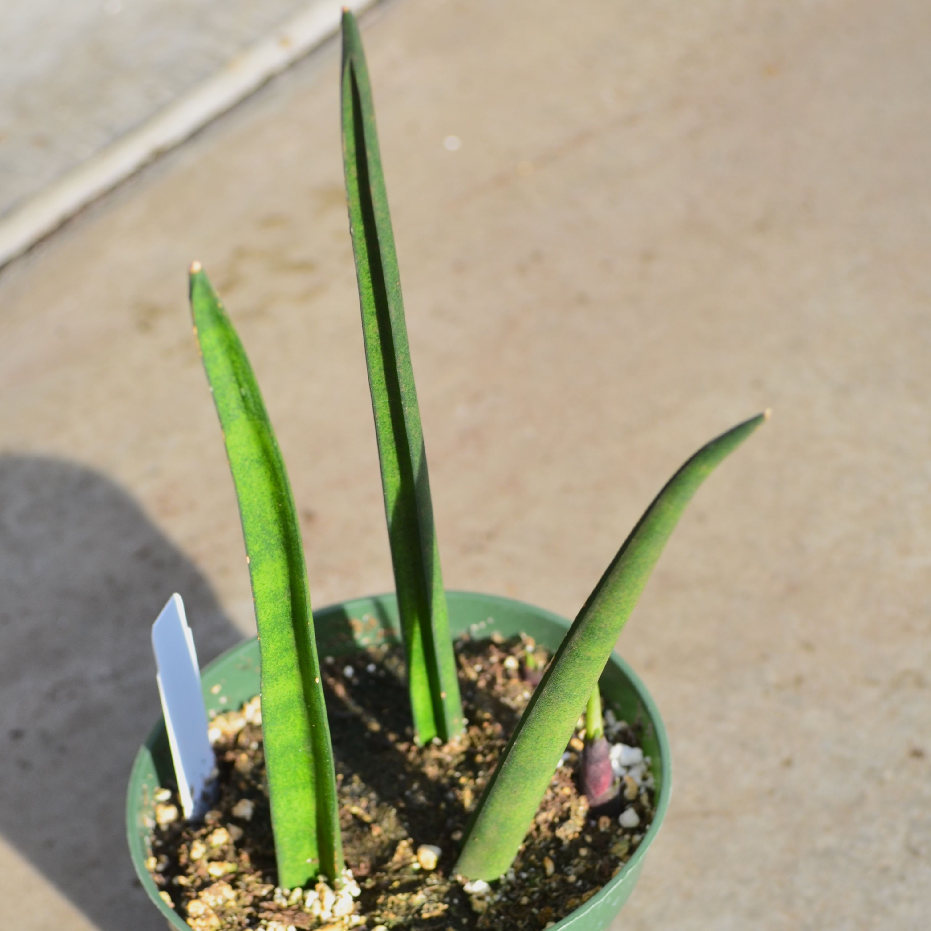 Sansevieria trifasciata 'Fernwood' - Snake Plant from Hillcrest Nursery