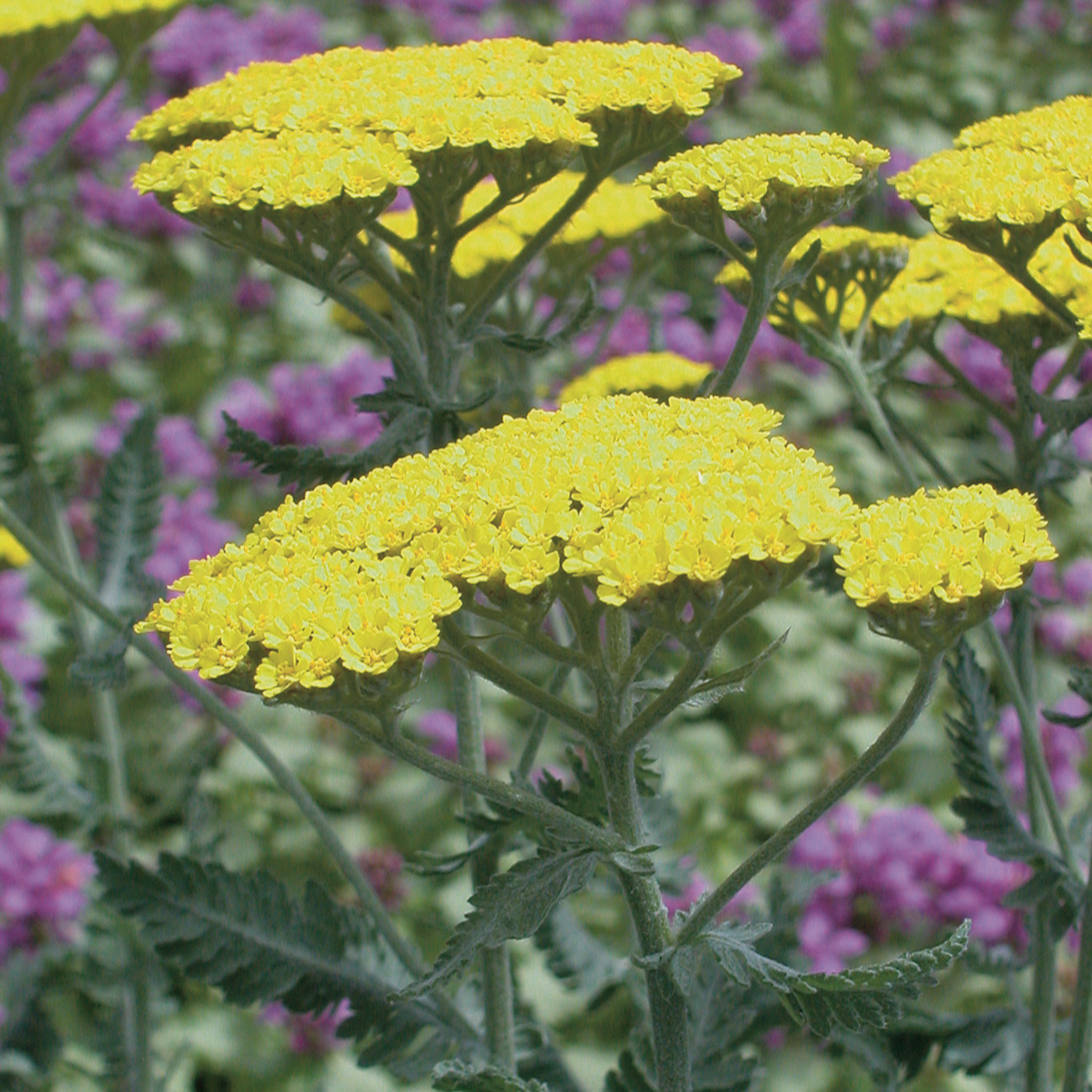 Achillea millefolium 'Moonshine' - Yarrow Courtesy of Growing Colors