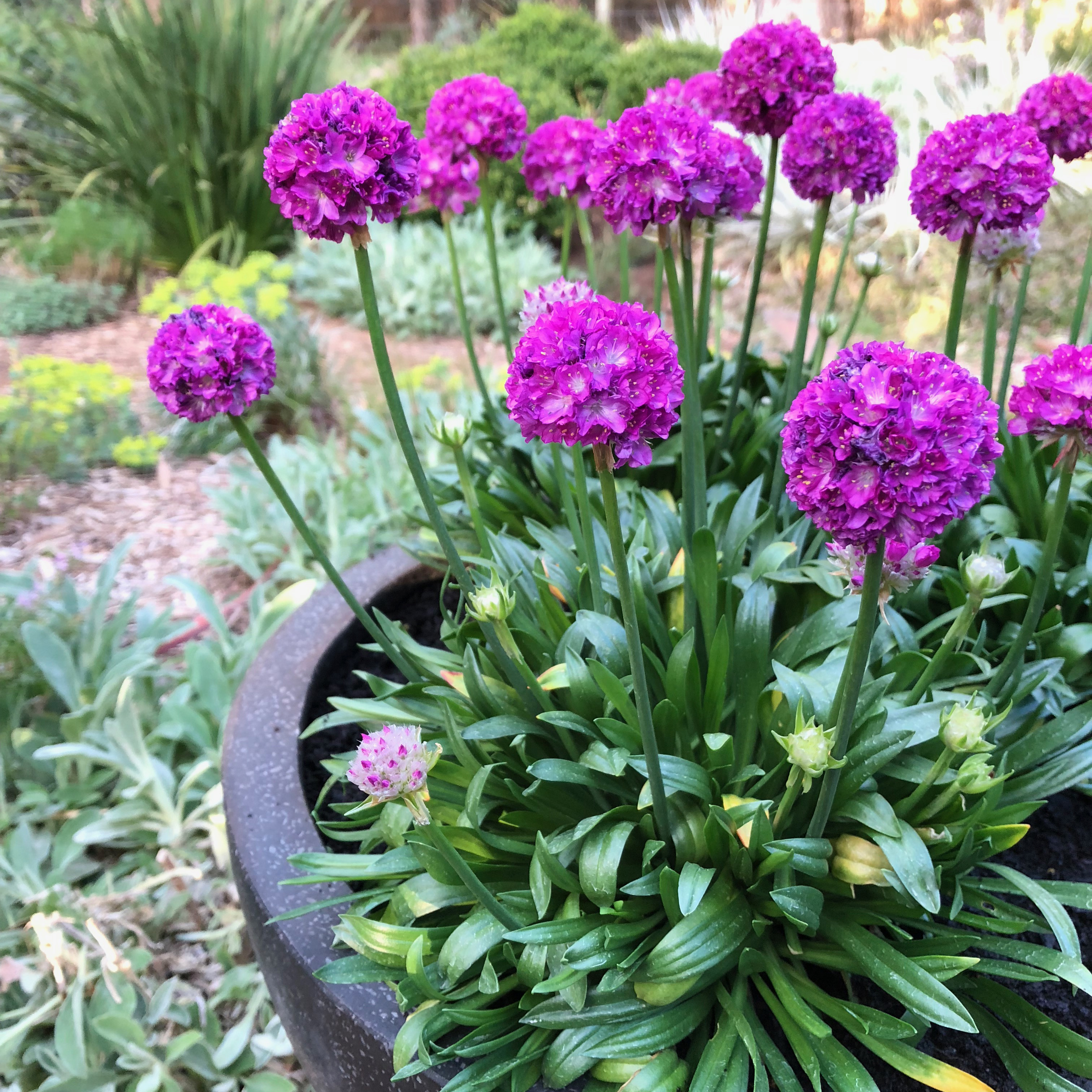 Armeria pseudarmeria Dreameria 'Vivid Dream' - Thrifts - Seapinks Courtesy of Growing Colors