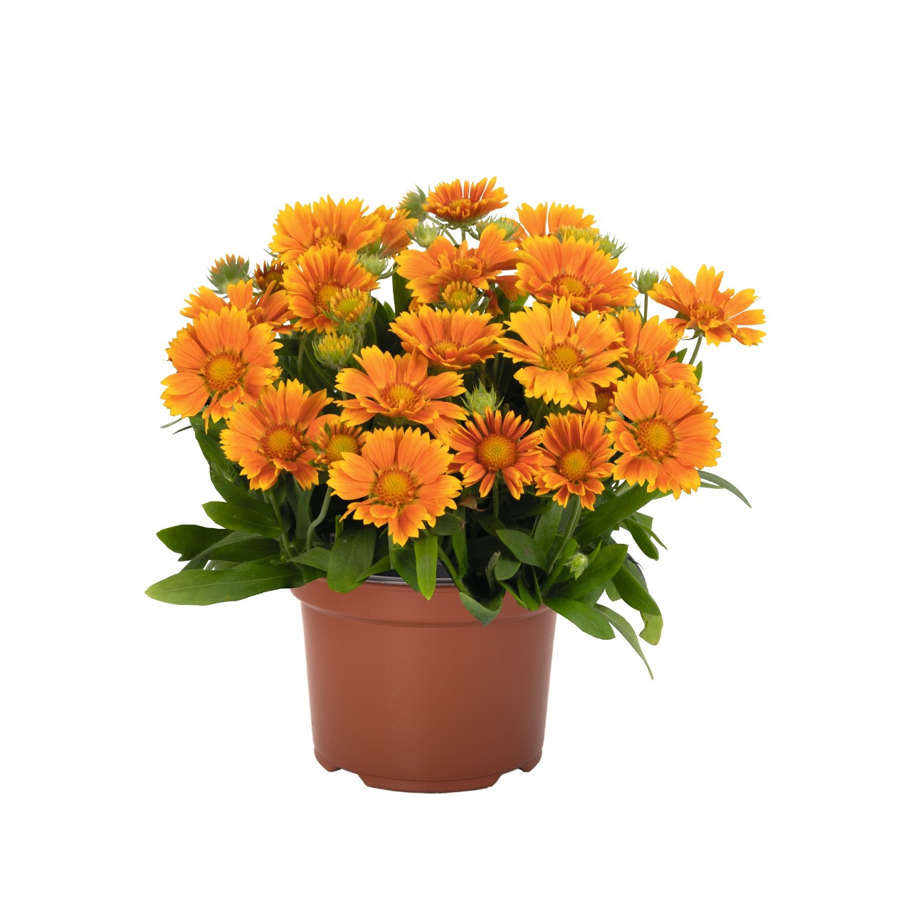 Gaillardia Spintop 'Mango' - Blanket Flower Courtesy of Growing Colors