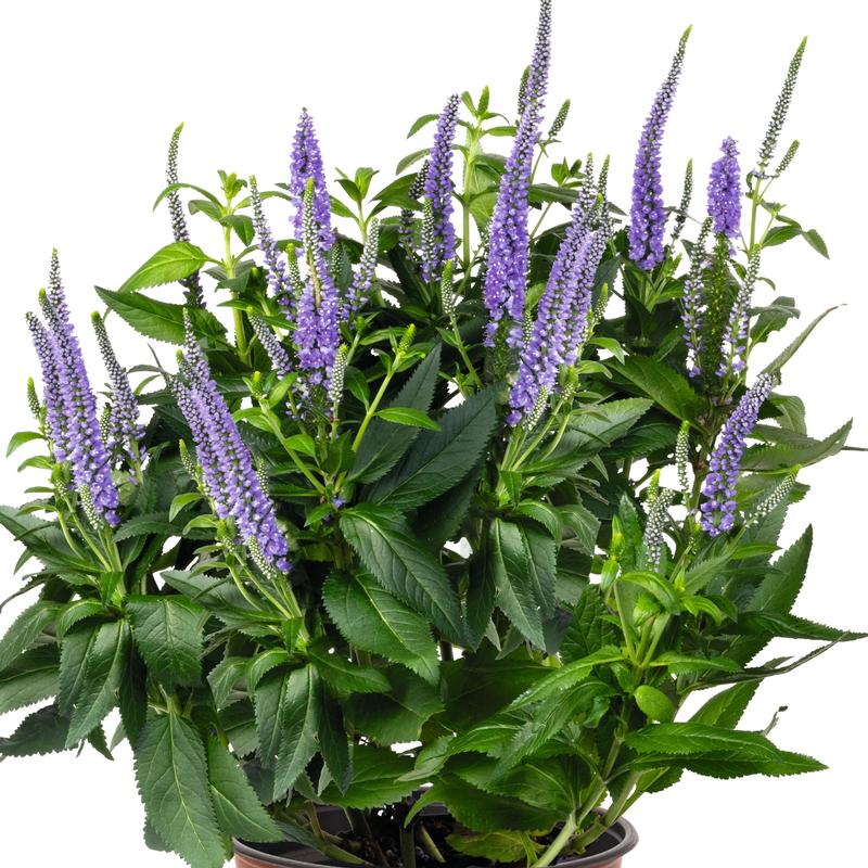 Veronica 'Candela Blue' - Speedwell from Hillcrest Nursery