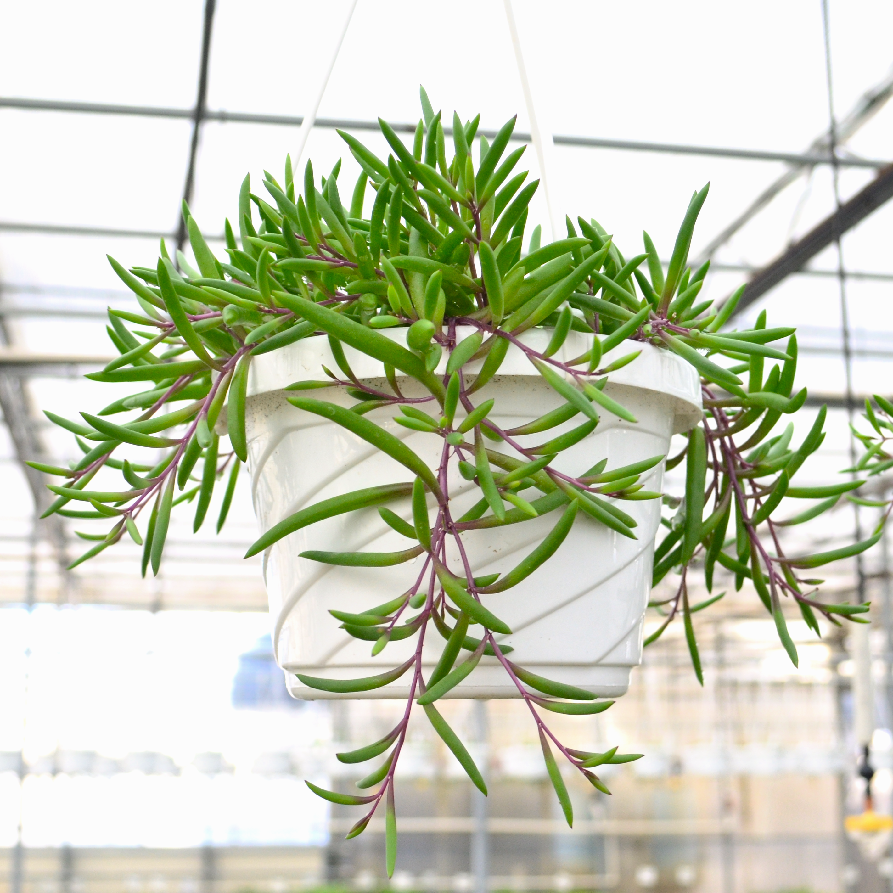 Senecio herreianus 'Purple Flush' - Senecio from Hillcrest Nursery
