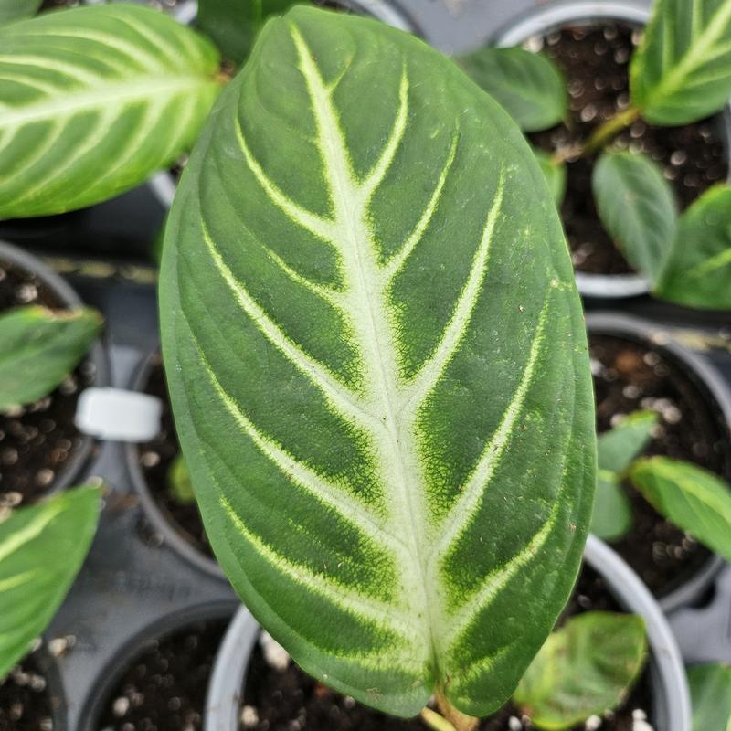 Xanthosoma lindenii 'Magnificum' - from Hillcrest Nursery