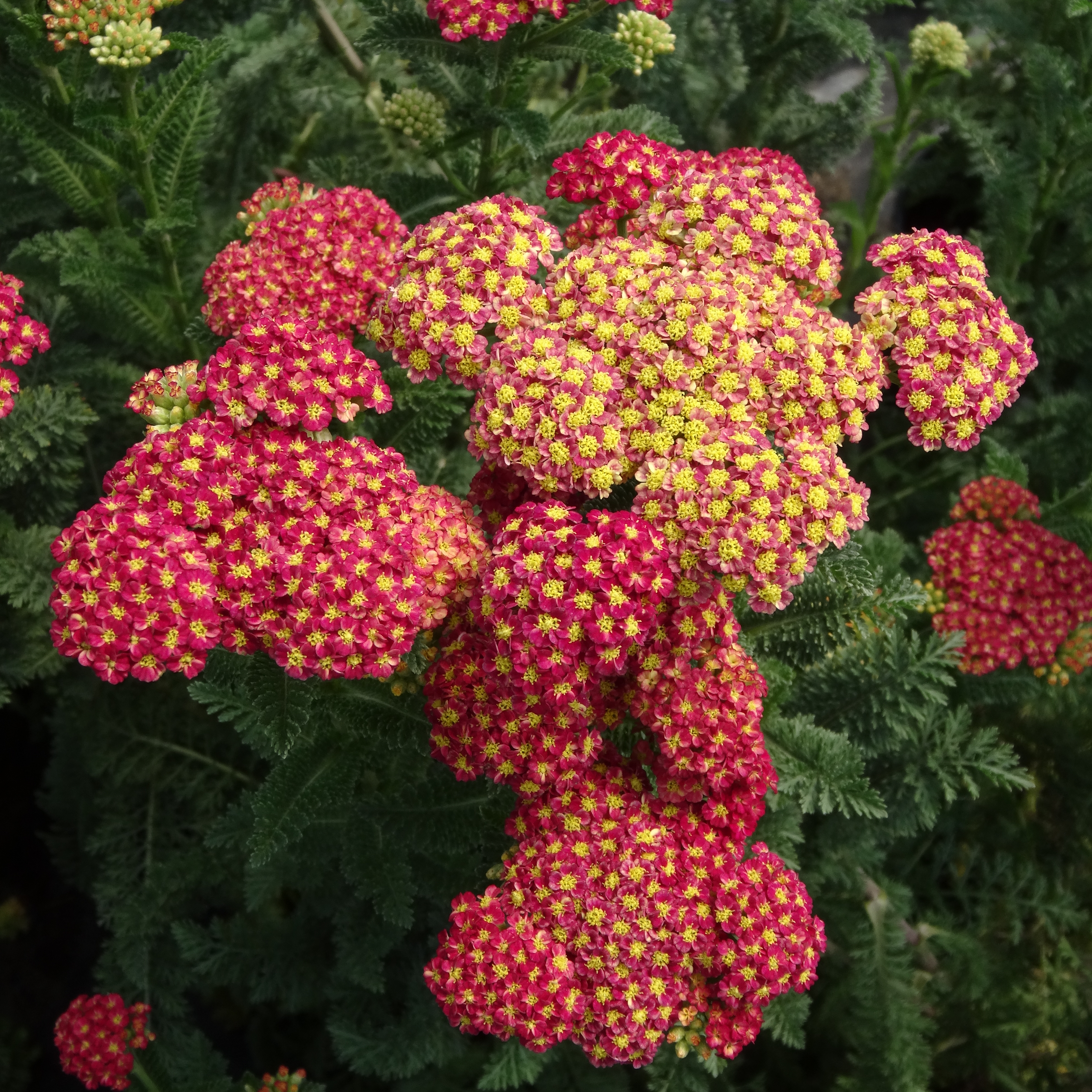 Achillea millefolium Seduction 'Strawberry Seduction' - Yarrow Courtesy of Growing Colors
