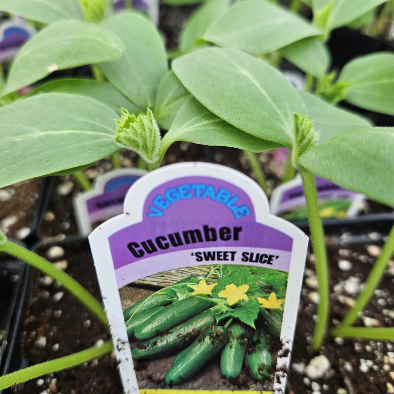 Cucumis sativus 'Sweet Slice' - Cucumber from Hillcrest Nursery