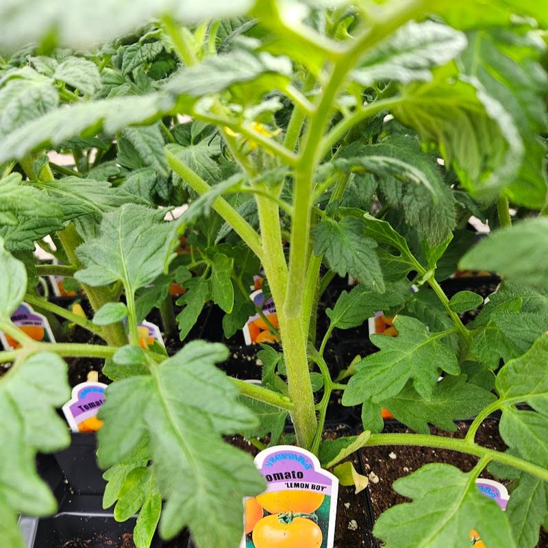Lycopersicon esculentum 'Lemon Boy' - Tomato from Hillcrest Nursery