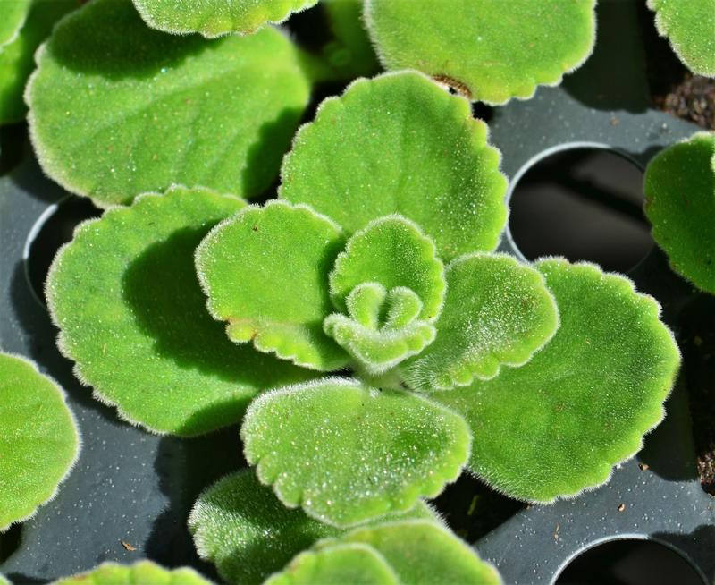 Plectranthus amboinicus 'Cuban' - Oregano Cuban - Finished from Hillcrest Nursery