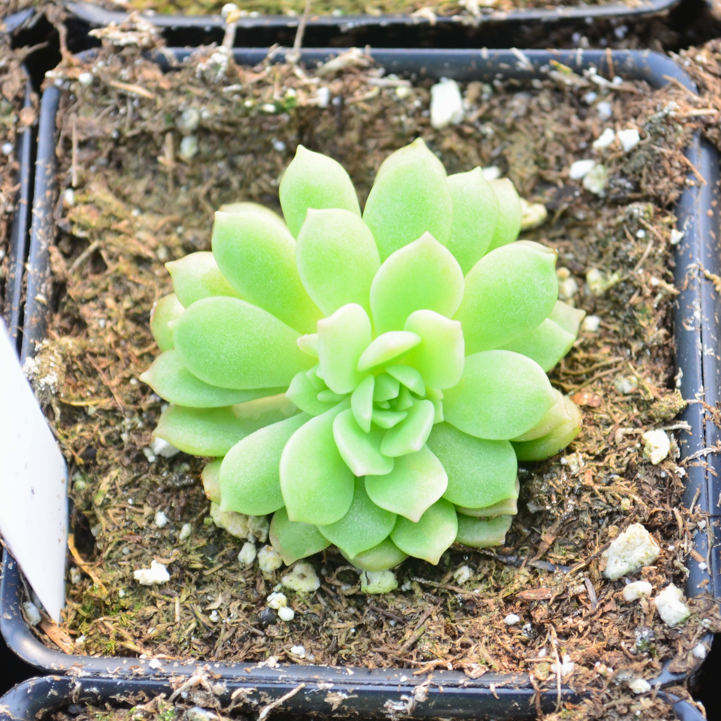 Graptopetalum glassii - Graptopetalum from Hillcrest Nursery