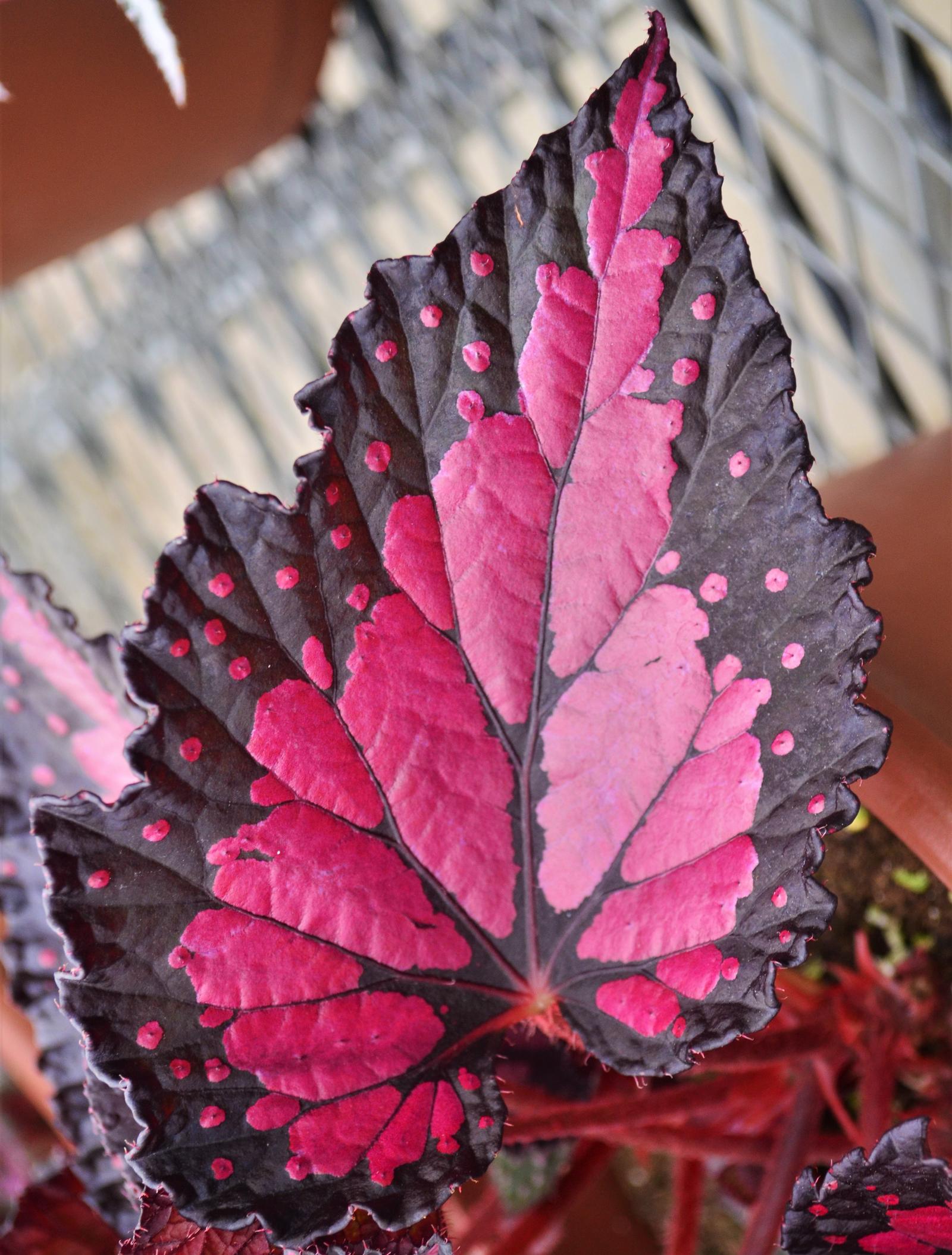 Begonia rex Dibs 'Rothko' - Begonia Rex from Hillcrest Nursery