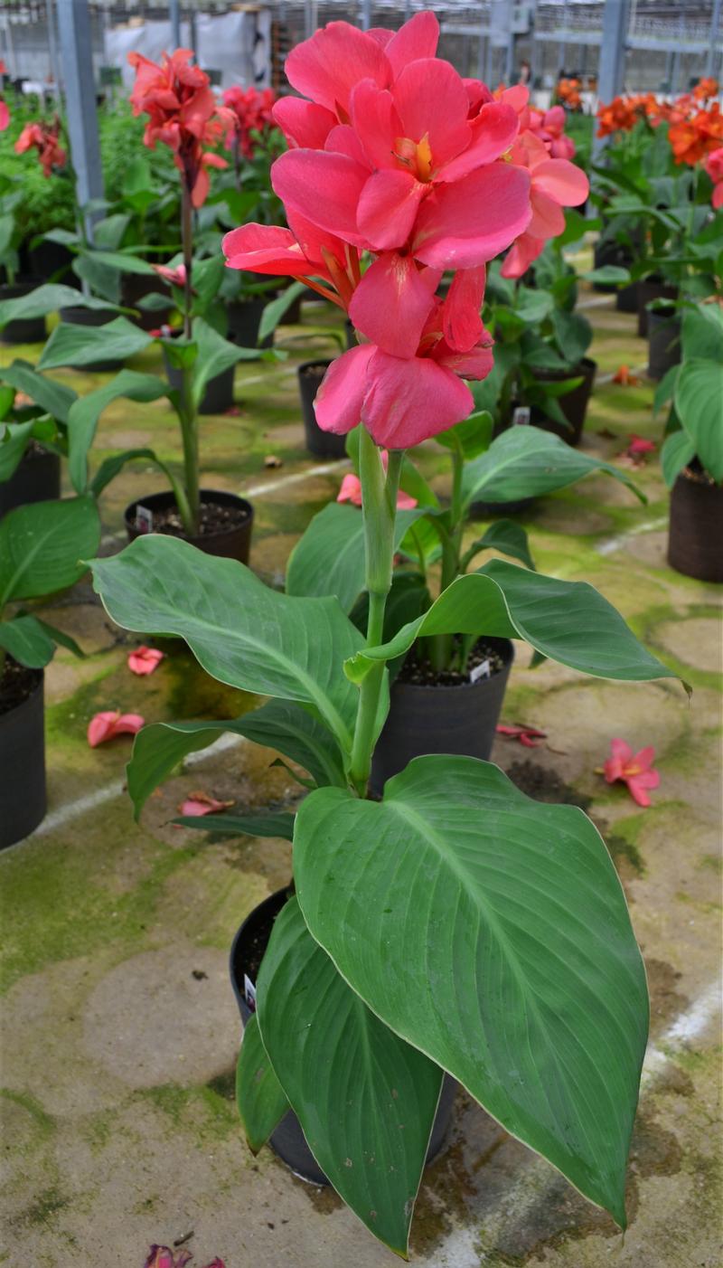 Canna x generalis Cannova 'Mango' - Canna Lily from Hillcrest Nursery