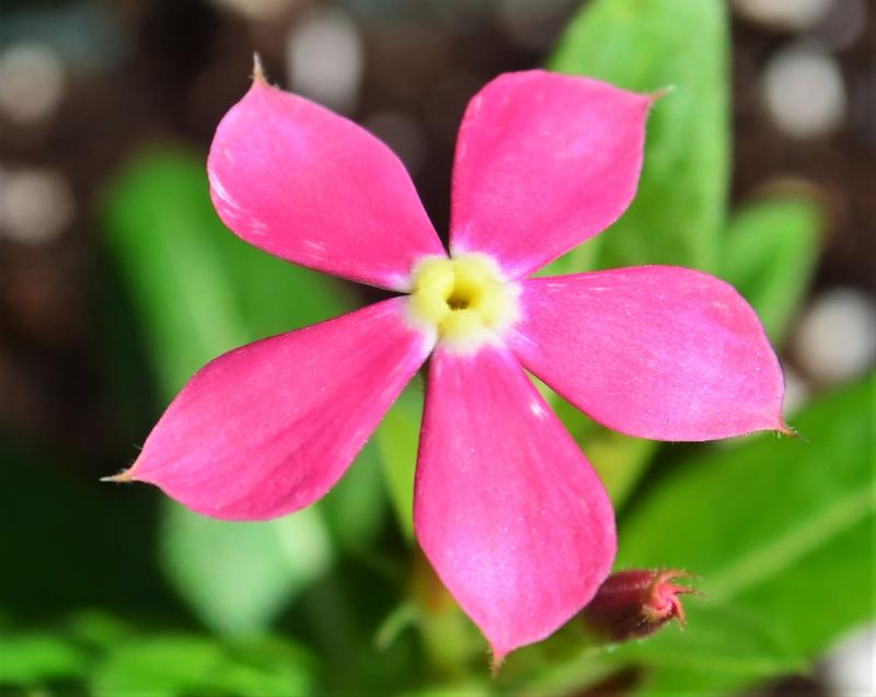 Catharanthus hybrid Soiree Kawaii 'Pink' - Catharanthus from Hillcrest Nursery