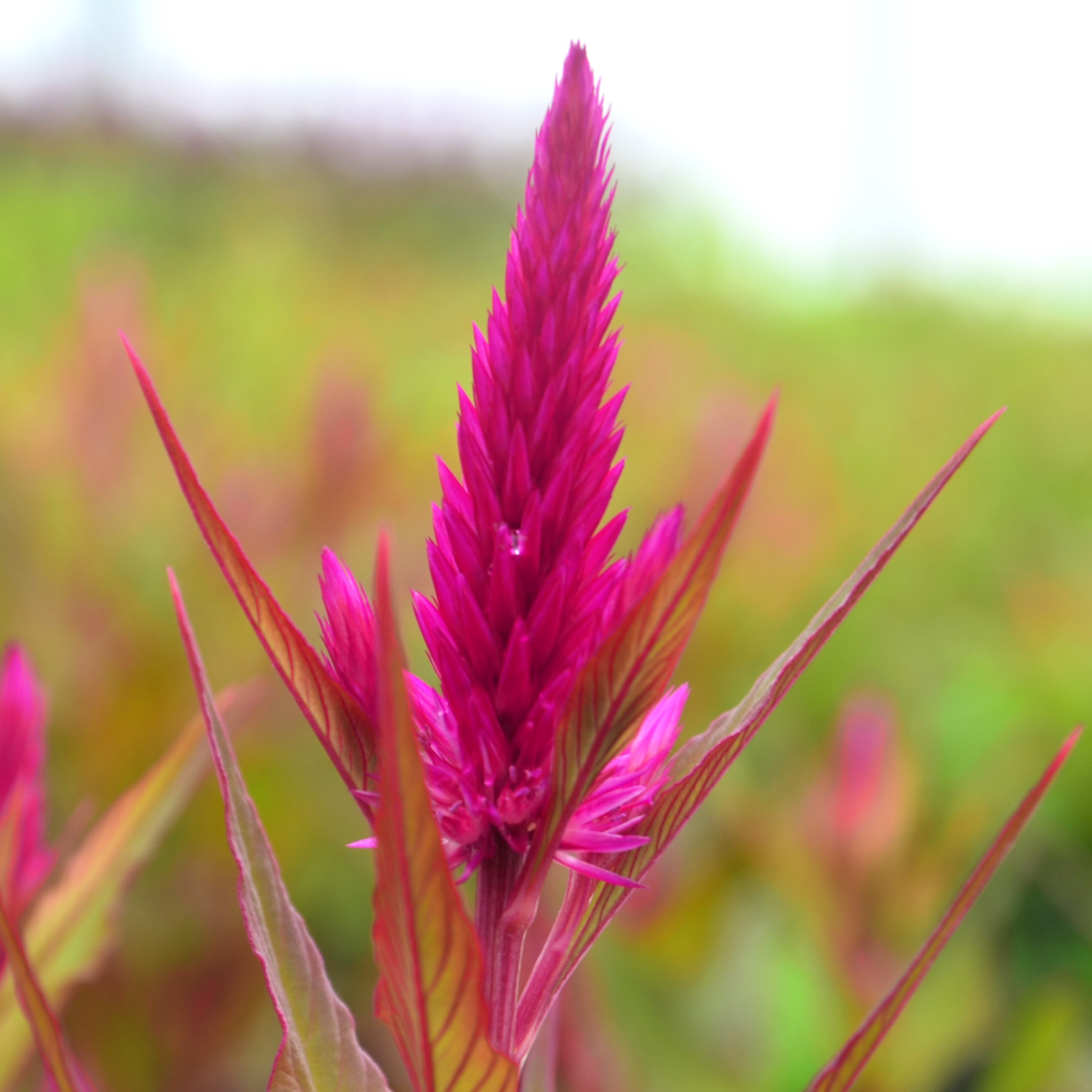 Celosia argentea var. spicata Intenz 'Lipstick' - Cockscomb from Hillcrest Nursery