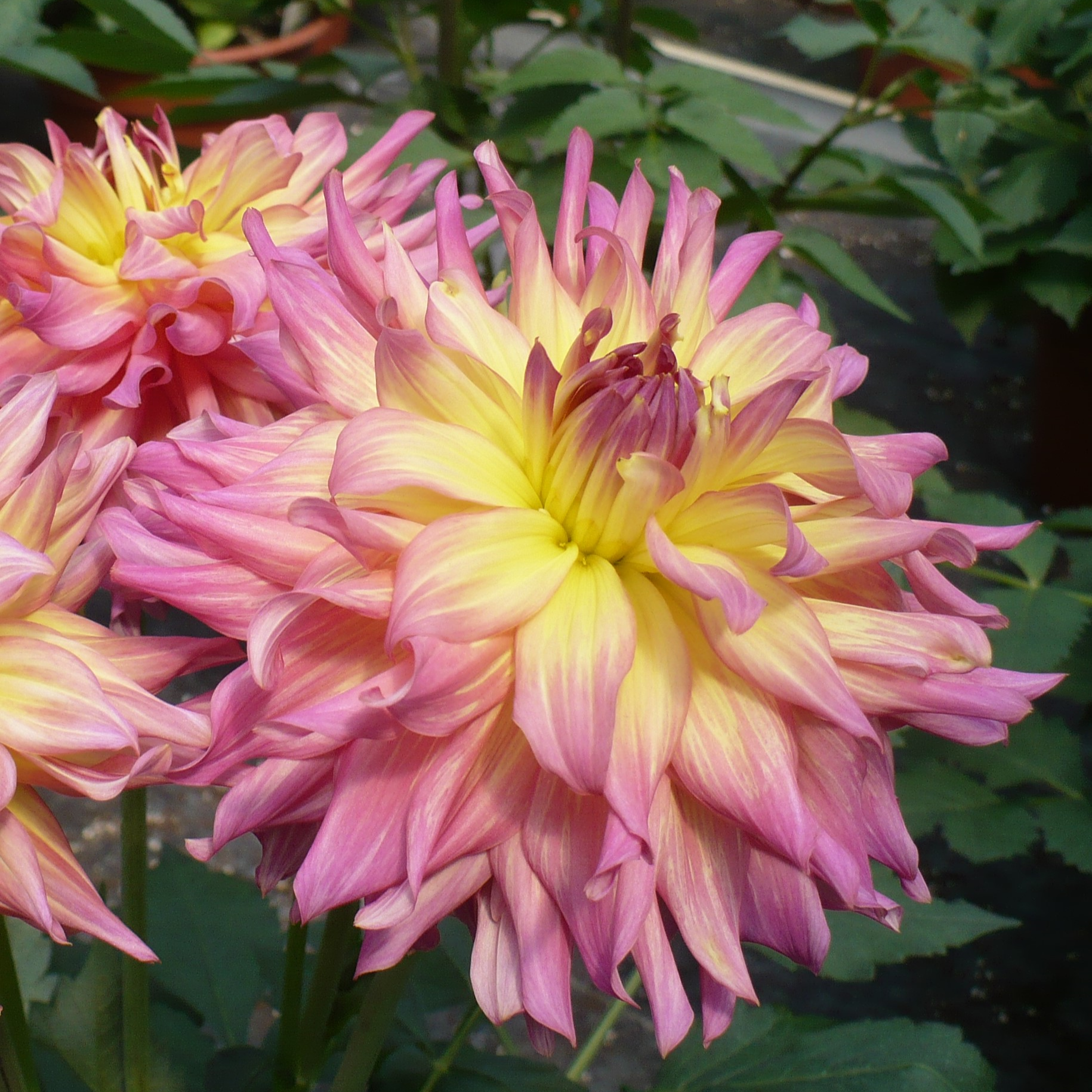 Courtesy of Growing Colors

