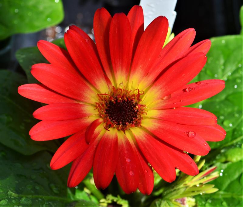 Gerbera Midi 'Fireball' - African Daisy from Hillcrest Nursery