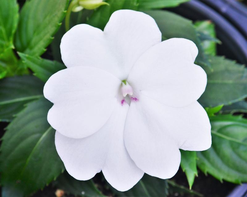 Impatiens hawkeri Sunpatiens Compact 'White' - Sunpatiens from Hillcrest Nursery